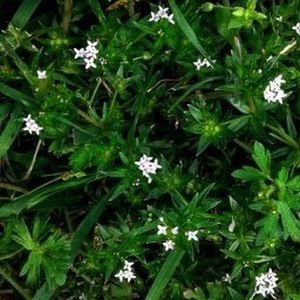 Meet your Posher, Grayson